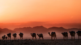 A caravan of camels in the desert. The sun sets and paints the sky orange. Mountains are visible in the background.